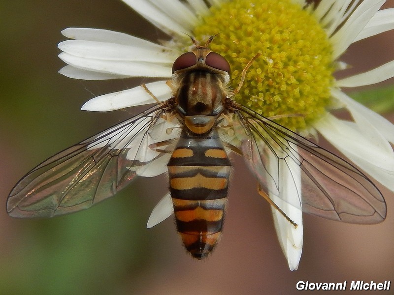 La vita in un fiore (Erigeron annuus)